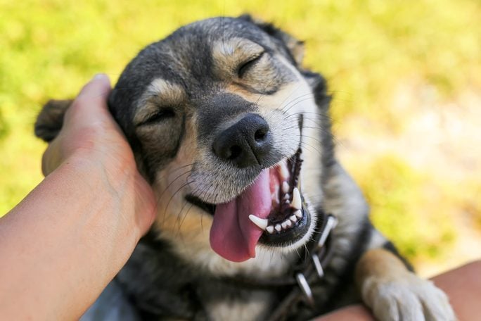 <p align="left">Of course, we want our pups to be happy from head to tail, but what does happiness look like in dogs? <a href="https://www.rd.com/list/reasons-behind-dog-weird-behavior/" rel="noopener noreferrer">Dog behavior</a> is complex, so it can be hard to tell how our pups feel, whether happy, unhappy or somewhere in between. According to a report published in <em>Frontiers in Psychology</em>, research on positive dog emotions like happiness is somewhat sparse. So you might wonder, <em>How do I know if my dog is happy?</em></p> <p align="left">"Happy dogs look happy," says Marc Bekoff, PhD, an expert animal behaviorist and professor emeritus of ecology and evolutionary biology at the University of Colorado. And while that may be true, remember: You know your dog better than anyone. "Any interpretations of dog behavior depend on each dog's personality," he says. "There often aren't cut-and-dry answers, so knowing your dog's personality will help you know their feelings."</p> <p align="left">When I was growing up, for instance, our dog would <a href="https://www.rd.com/article/dog-zoomies/" rel="noopener noreferrer">get the zoomies</a> when he was happy—85 pounds of a Labrador-greyhound-Doberman mix zipping around the Ping-Pong table. But while full-fledged elation may be obvious, other signs of happiness are a bit trickier to spot. Thanks to Bekoff's knowledge of canine emotions (and my many years of veterinary experience), we're demystifying dog happiness. Ahead, we've covered 12 of the most common signs of happiness in dogs.</p> <p class="p1"><span><b>Get <i>Reader's Digest</i>’s </b><a href="https://www.rd.com/newsletter/?int_source=direct&int_medium=rd.com&int_campaign=nlrda_20221001_topperformingcontentnlsignup&int_placement=incontent"><span><b>Read Up newsletter</b></span></a><b> for more pets, humor, travel, tech and fun facts all week long.</b></span></p> <table>  <tr> <td> <h2>About the experts</h2> <ul> <li><strong>Marc Bekoff</strong>, PhD, is a canine expert and professor emeritus of ecology and evolutionary biology at the University of Colorado. His latest books include <em>Dogs Demystified: An A-to-Z Guide to All Things Canine </em>and <em>The Emotional Lives of Animals: A Leading Scientist Explores Animal Joy, Sorrow, and Empathy</em>―<em>and Why They Matter.</em></li> <li><strong>JoAnna Pendergrass</strong>, DVM, is a veterinarian and freelance medical writer who specializes in pet owner education. As the founder and owner of JPen Communications, she has written hundreds of articles on pet care. Her articles have been featured on numerous websites, including Business Insider and Consumer Reports.</li> </ul> <strong>Reviewed for accuracy by: </strong>Wailani Sung, DVM, a vet with a board certification in veterinary behavioral medicine <span>who owns Bay Area Vet Behavior</span>. Dr. Sung is the co-author of <i>From Fearful to Free: A Positive Program to Free Your Dog from Anxiety, Fears and Phobias.</i></td> </tr>  </table>