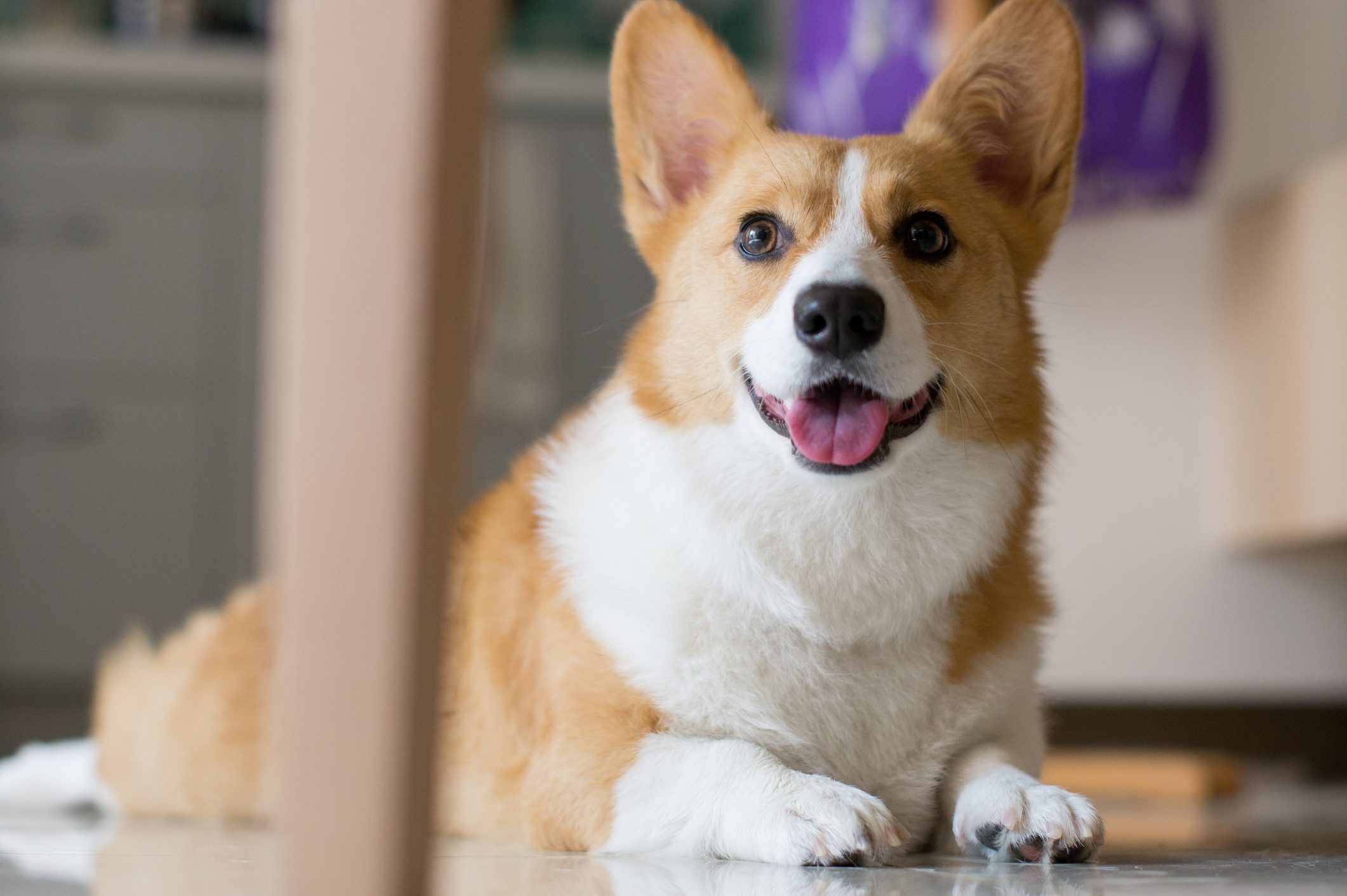 <h3>How do I know if my dog is unhappy?</h3> <p class="" align="left">"Dogs differ in how they express unhappiness," says Bekoff. They might have <a href="https://www.rd.com/article/lethargic-dog-signs-call-vet/" rel="noopener noreferrer">low energy</a>, seem uninterested and unenthusiastic or have a dragging gait. Dogs that feel neglected by not getting enough play time or not having their needs met will likely feel unhappy. Bekoff emphasizes the importance of observing your dog to understand their unique behavior patterns.</p> <h3>Are some breeds happier than others?</h3> <p class="" align="left">Breeds certainly have unique traits and quirks, but it would be a stretch to say that some breeds are happier than others. Individual dogs within any breed will have different personalities and behaviors. You can find happy (and unhappy) dogs within any breed.</p> <h2 class="">Why trust us</h2> <p>At <em>Reader's Digest</em>, we're committed to producing high-quality content by writers with expertise and experience in their field in consultation with relevant, qualified experts. For this piece, JoAnna Pendergrass, DVM, tapped her experience as a veterinarian and freelance medical writer, and then <span>Wailani Sung, DVM, a veterinarian who <span>owns Bay Area Vet Behavior</span>,</span> gave it a rigorous review to ensure that all information is accurate and offers the best possible advice to readers. We verify all facts and data, back them with credible sourcing and revisit them over time to ensure they remain accurate and up to date. Read more about our <a title="https://www.rd.com/our-editorial-team/" href="https://www.rd.com/our-editorial-team/" rel="noopener noreferrer">team</a>, our contributors and our <a title="https://www.rd.com/about-readers-digest/" href="https://www.rd.com/about-readers-digest/" rel="noopener noreferrer">editorial policies</a>.</p> <p class="" align="left"><strong>Sources:</strong></p> <ul> <li><a href="https://marcbekoff.com/" rel="noopener noreferrer">Marc Bekoff</a>, PhD, animal behaviorist and professor emeritus of ecology and evolutionary biology at the University of Colorado; email interview, March 20, 2024</li> <li><a href="https://www.ncbi.nlm.nih.gov/pmc/articles/PMC7506079/" rel="noopener noreferrer"><em>Frontiers in Psychology</em></a>: "Where do we stand in the domestic dog (Canis familiaris) positive-emotion assessment: A State-of-the-Art review and future directions"</li> <li><a href="https://www.psychologytoday.com/us/blog/fellow-creatures/202004/why-dogs-happiness-matters" rel="noopener noreferrer">Psychology Today</a>: "Why Dogs' Happiness Matters"</li> <li><a href="https://avmajournals.avma.org/view/journals/javma/259/10/javma.20.08.0462.xml" rel="noopener noreferrer"><em>Journal of the American Veterinary Medical Association</em></a>: "Review of epidemiological, pathological, genetic, and epigenetic factors that may contribute to the development of separation anxiety in dogs"</li> <li><a href="https://www.science.org/doi/10.1126/science.1261022" rel="nofollow noopener noreferrer"><em>Science</em></a>: "Oxytocin-gaze positive loop and the coevolution of human-dog bonds"</li> </ul>