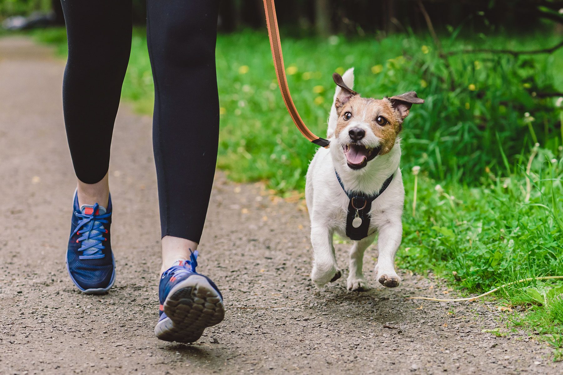 <p>When out for a stroll, a happy dog is at complete ease with fully relaxed muscles. <a href="https://www.rd.com/list/how-much-exercise-dog/" rel="noopener noreferrer">During a walk</a>, a dog that's feeling happy will have a loose, bouncy and smooth gait, says Bekoff. It will also display normal dog behavior, such as sniffing at plants and flowers and engaging with other friendly dogs and passersby.</p> <p>Happy dogs take their time to explore everything around them during their walks, enjoying every moment. Poor leash manners, such as tugging at the leash and walking far ahead of you instead of at your side, shouldn't be an issue if your dog feels happy during a walk.</p>