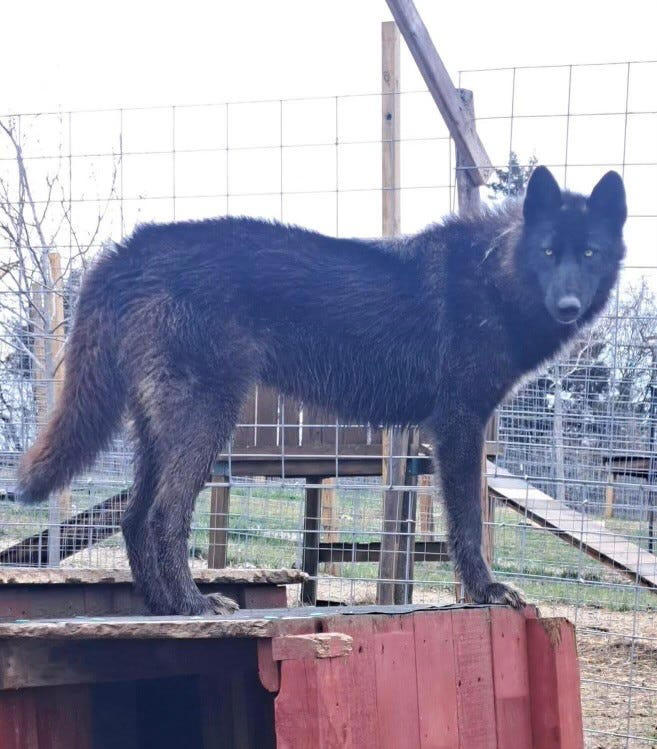 46 dogs seized from Pawtucket house will soon be ready for adoption ...