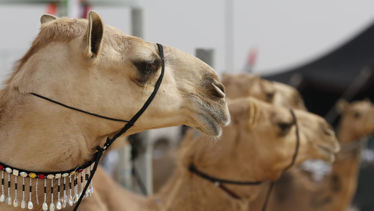 un maire de l'essonne veut organiser un défilé de chameaux à paris, une association s'y oppose
