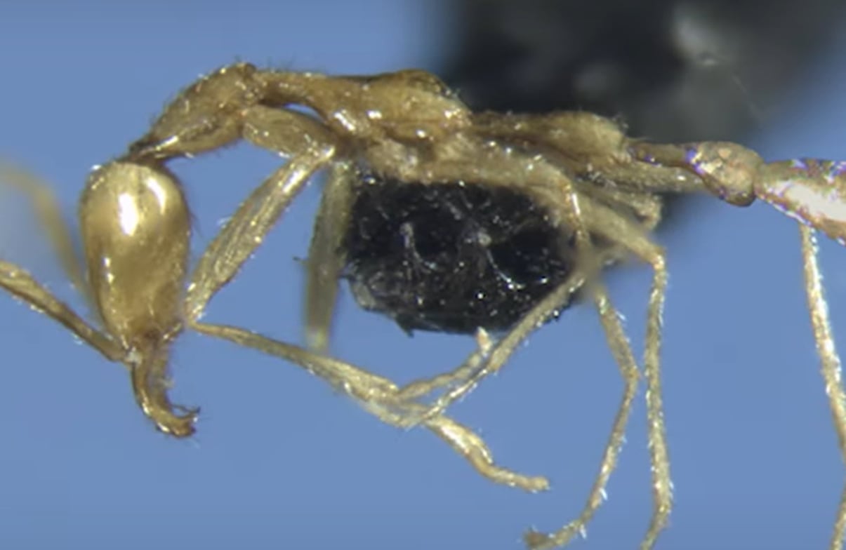 descubren una nueva especie de hormiga y la llaman voldemort: “tienen una apariencia fantasmal”