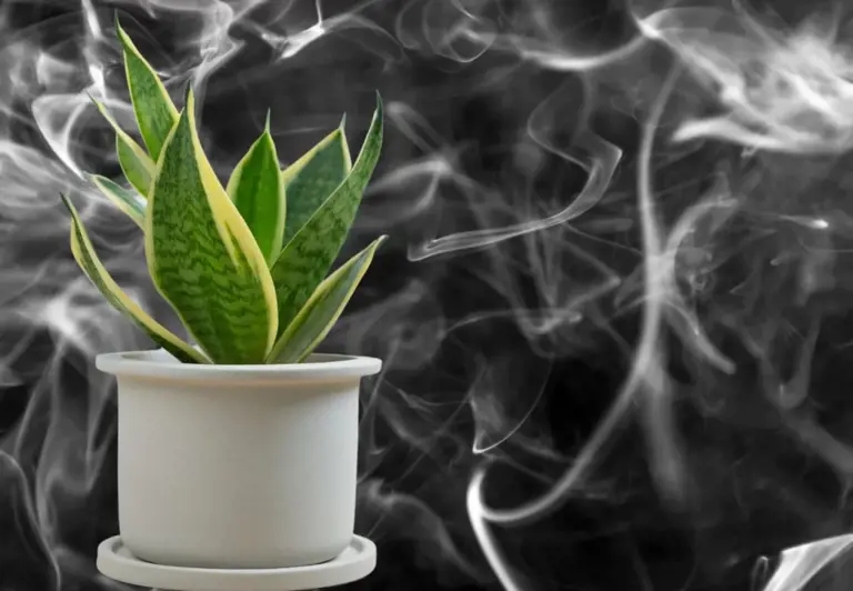 Dos enemigos del tabaco que eliminan su olor en el hogar