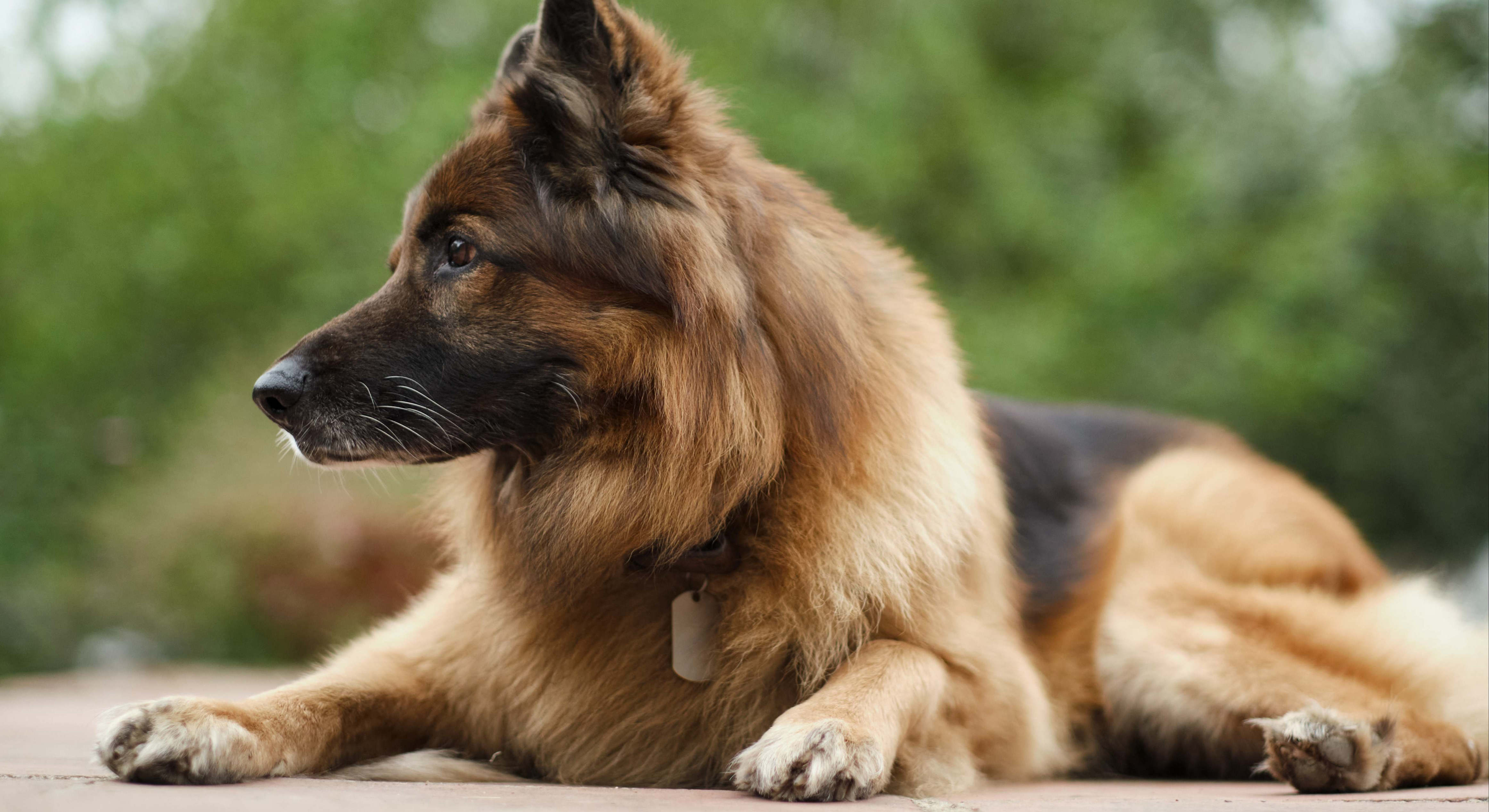 la raza de perro que ha desbancado al border collie como la más inteligente, según un estudio
