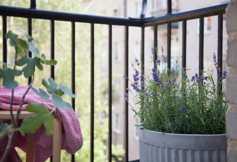 amazon, mit diesen 7 balkonpflanzen lassen euch wespen in ruhe