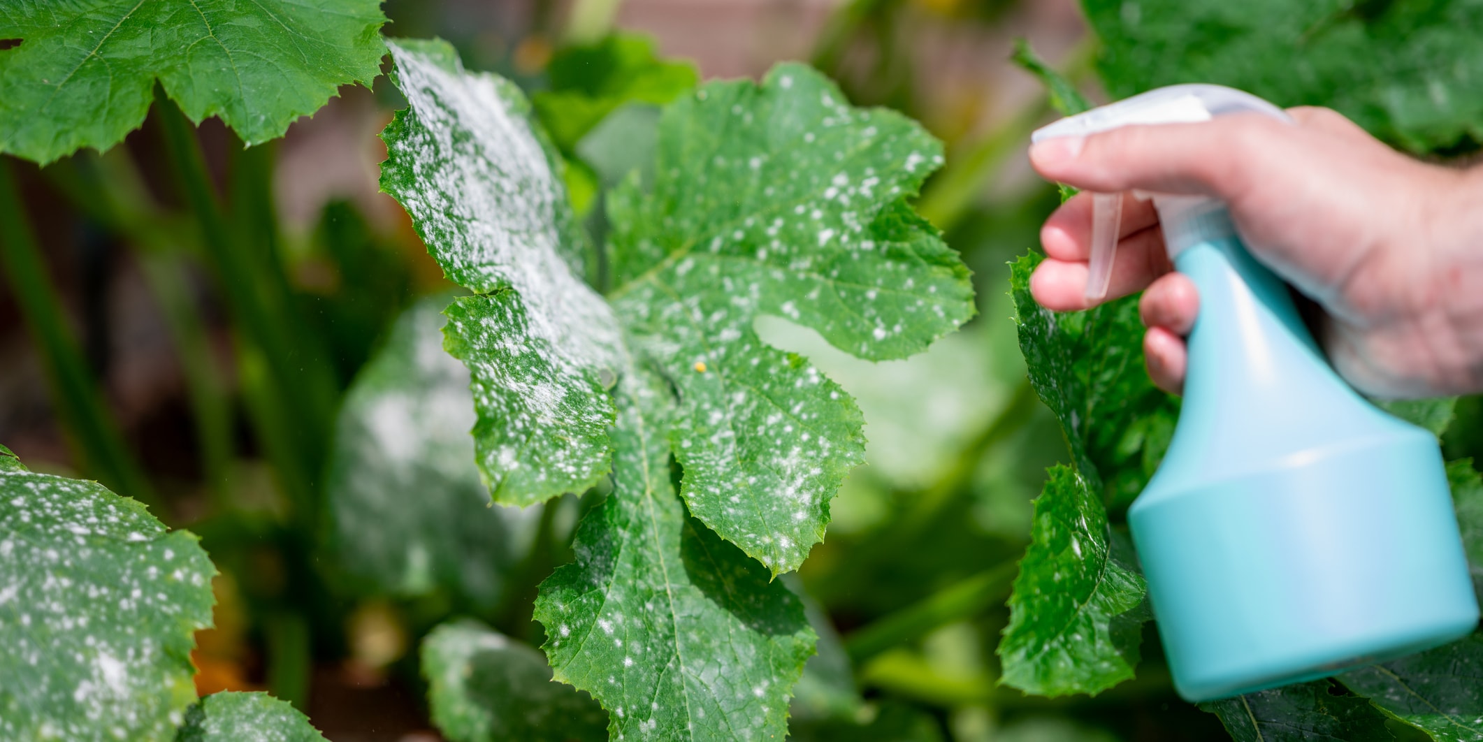 wage war on powdery mildew - top tips and natural treatments