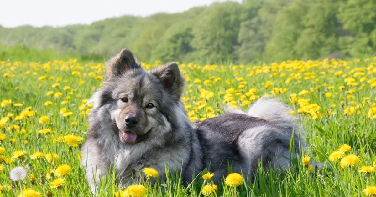 har du en jaloux hund? se listen over de 10 mest jaloux hunderacer