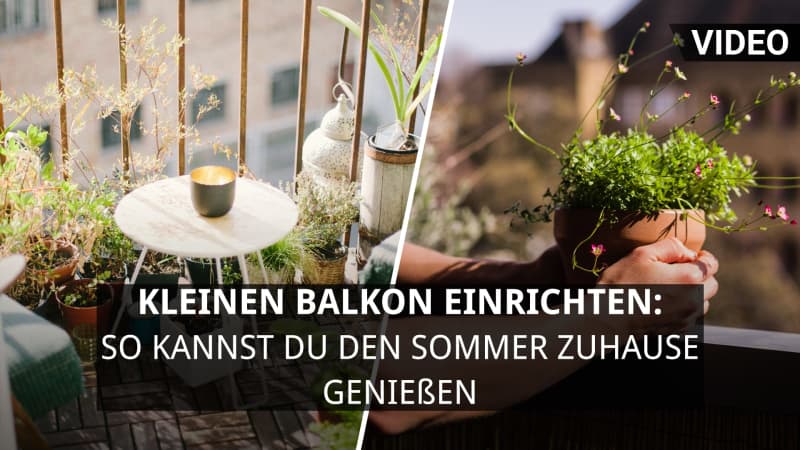 amazon, mit diesen 7 balkonpflanzen lassen euch wespen in ruhe