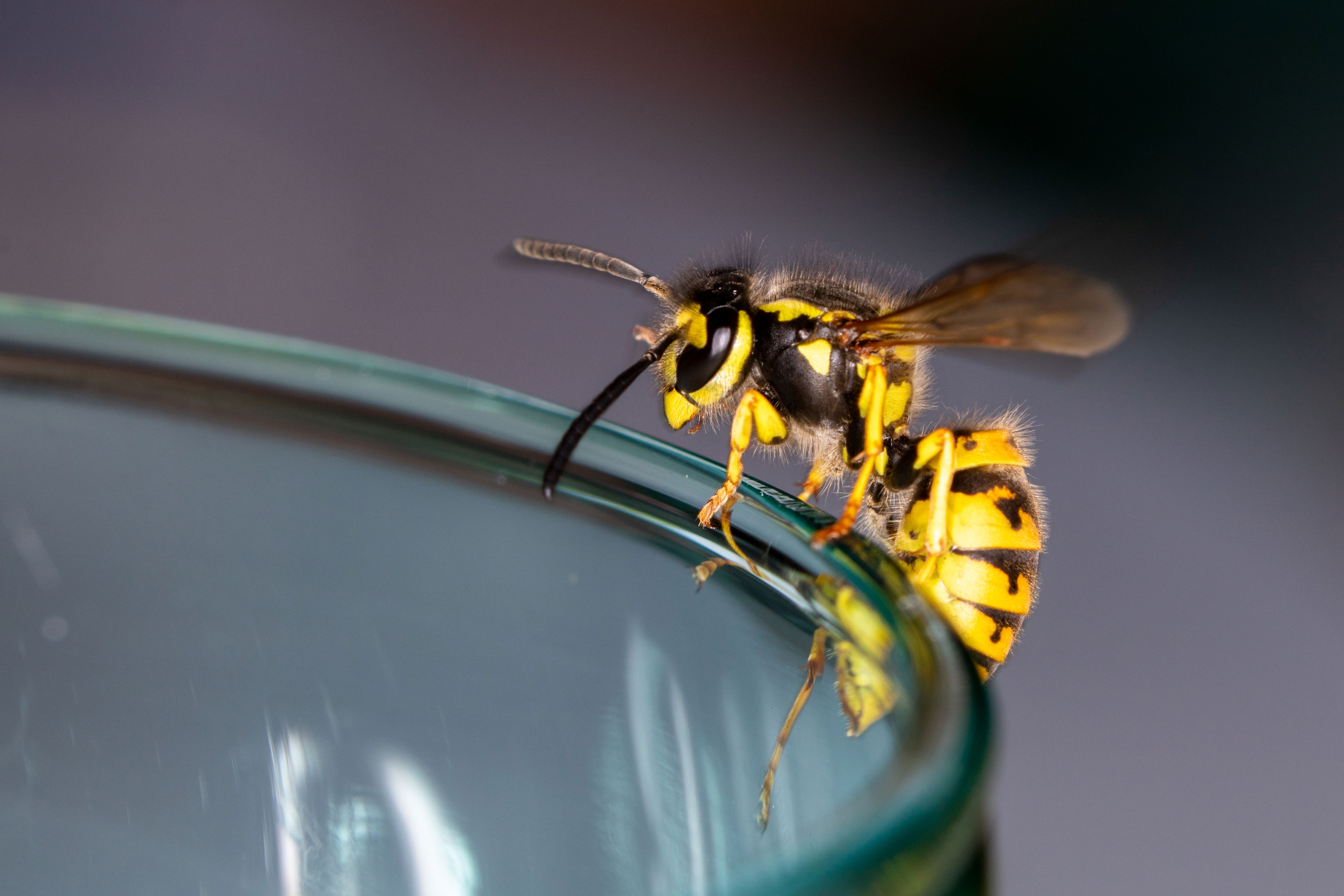 amazon, which colors repel wasps? here's what the experts say