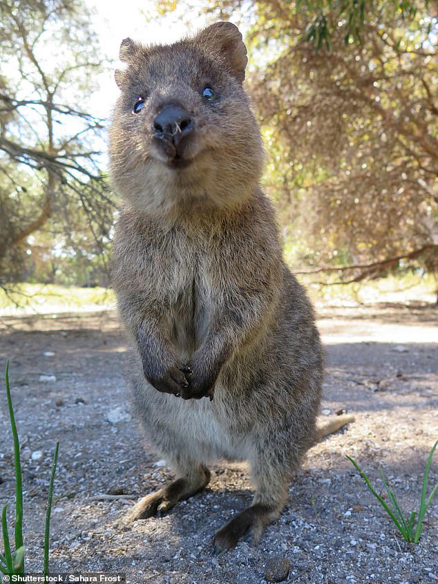 Giant kangaroo twice the size of a human once roamed Australia