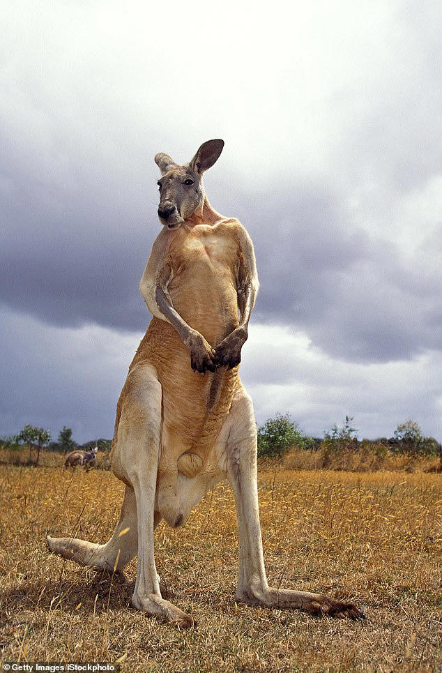 Giant kangaroo twice the size of a human once roamed Australia