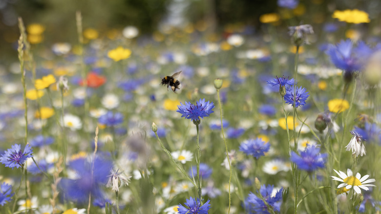 the best time of year to sow wildflower seeds