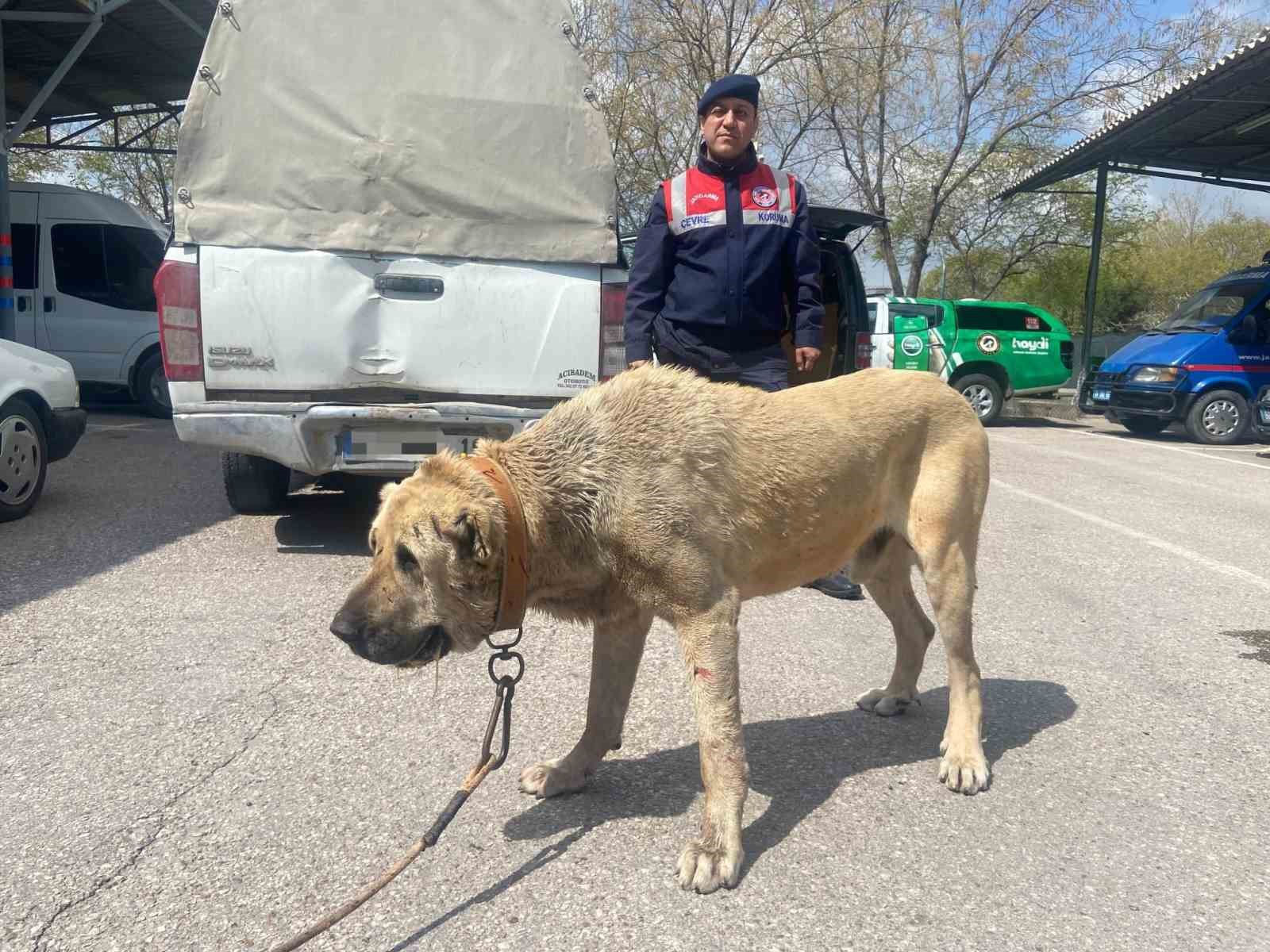 köpek dövüştürücüleri önce dron ile sonra da kovalamacayla yakalandı