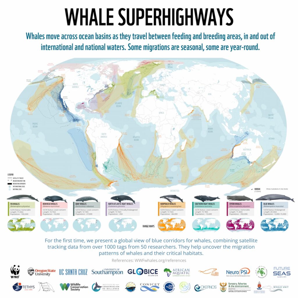 <p>Did you know there are <a href="https://uk.whales.org/whales-dolphins/whales/">91 species of whales</a> out there? They split into two main groups: Baleen Whales, with 15 species, and Toothed Whales, with 77 species. And yes, dolphins are technically whales, but when we think of whales, we think of the larger species. </p><p>Most Baleen Whales migrate, but not all of them. The ones that do, follow similar patterns and paths known as blue corridors or whale superhighways. They feed in the cold sea closer to the Poles, and breed closer to the Equator. </p><p>Here are <a href="https://ecolodgesanywhere.com/whale-watching-around-the-world/">the best places in the world for whale watching</a>.</p>