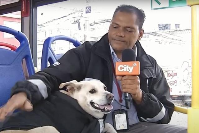 lulú, la perrita que acompaña a conductor de sitp que perdió a su familia en un accidente