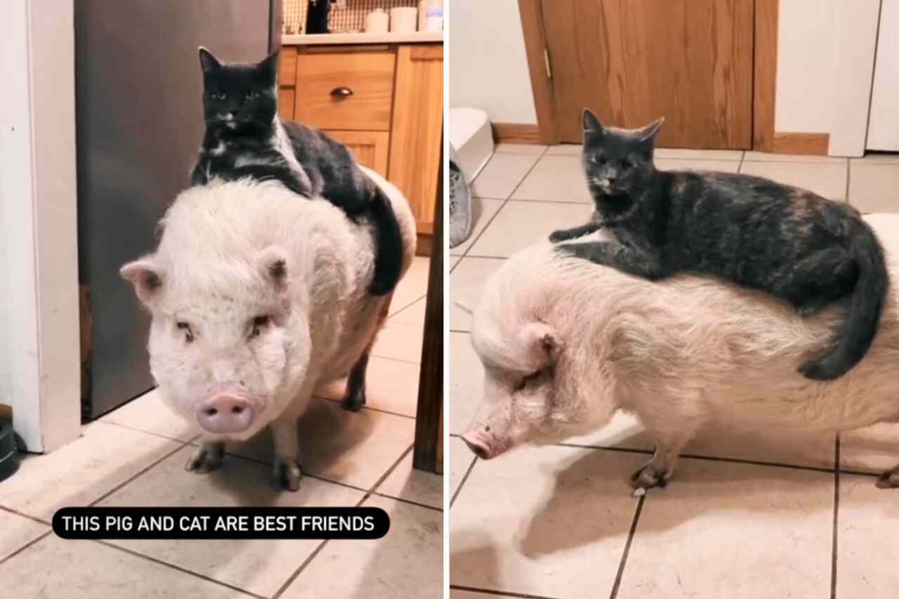 sött video: gris och katt är bästa vänner