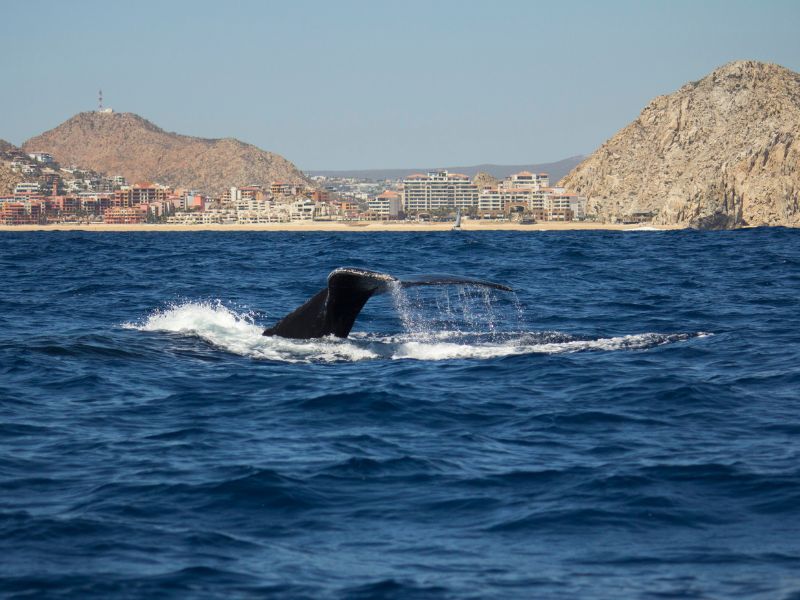 <p>The Baja Peninsula and the area around <a href="https://www.cabo-adventures.com/en/blog/whale-watching-in-cabo">Los Cabos</a> have become a thriving hub for pods of humpbacks, and blue whales, which are frequently spotted breaching during the fall. </p><p>Peak season typically varies; Los Cabos usually welcomes these giants during the later months of fall through well into winter, while other areas are responsible for sightings that last until April. Arriving between January and March is recommended to be the best time. </p>