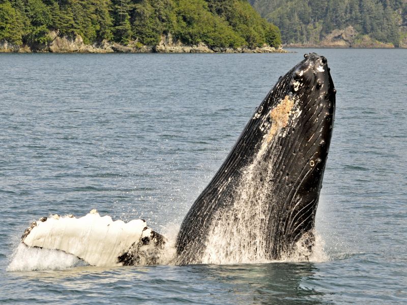 <p>From April to September, the waters around the Kenai Peninsula and Southeast Alaska are bustling with humpback whales. Resurrection Bay near Kenai Fjords National Parks is the best place to be. </p><p>Over in the Bering Sea, you’ll see gray whales making their massive 11,000-mile migration from Baja California to the Arctic. But you don’t need to travel as far as the Bering Strait, visitors can catch a glimpse of the migration closer to the shores, around Aleutian Islands, Cook Inlet, or Kodiak Island.</p>