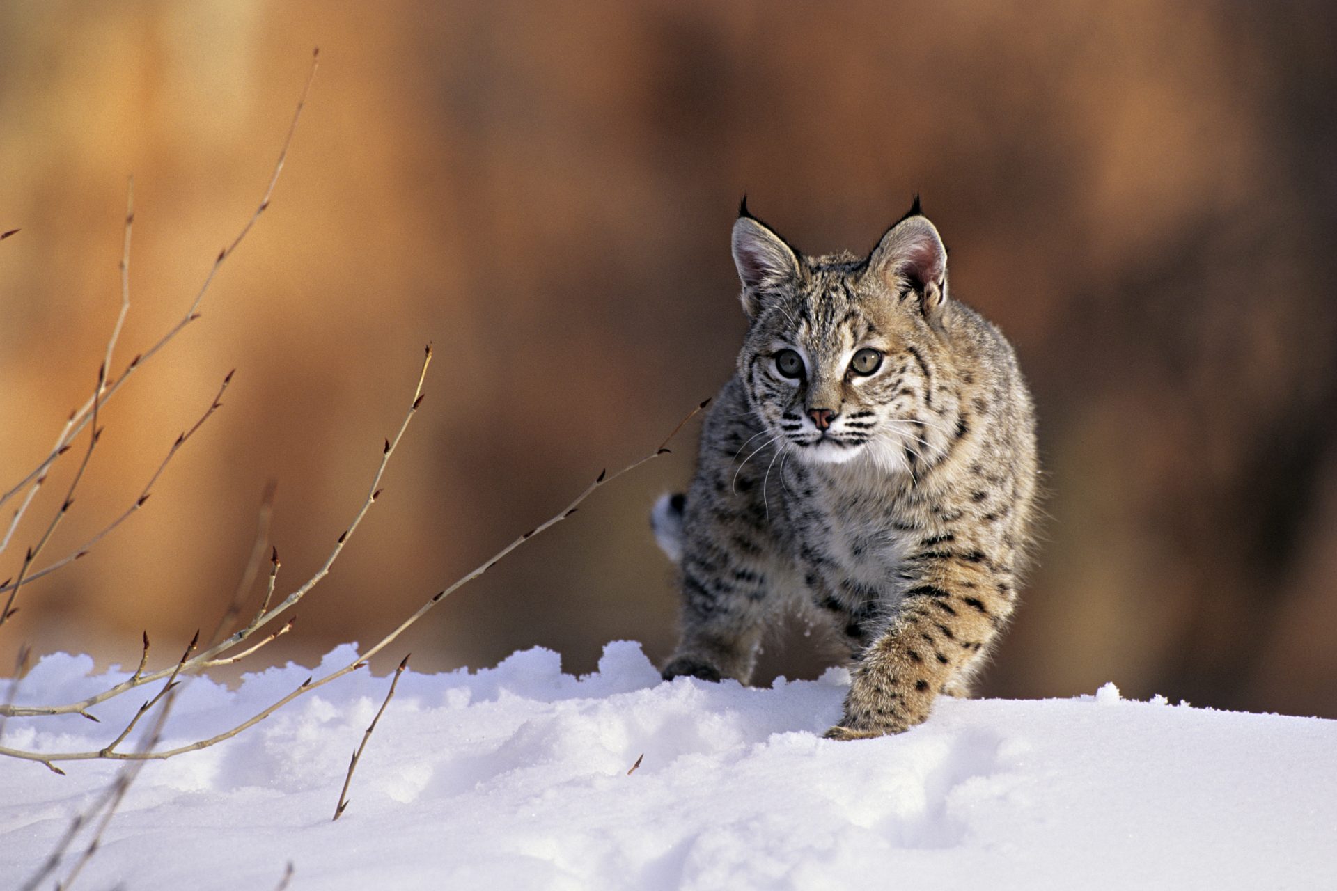 Las razas de gatos más bellas, según la ciencia