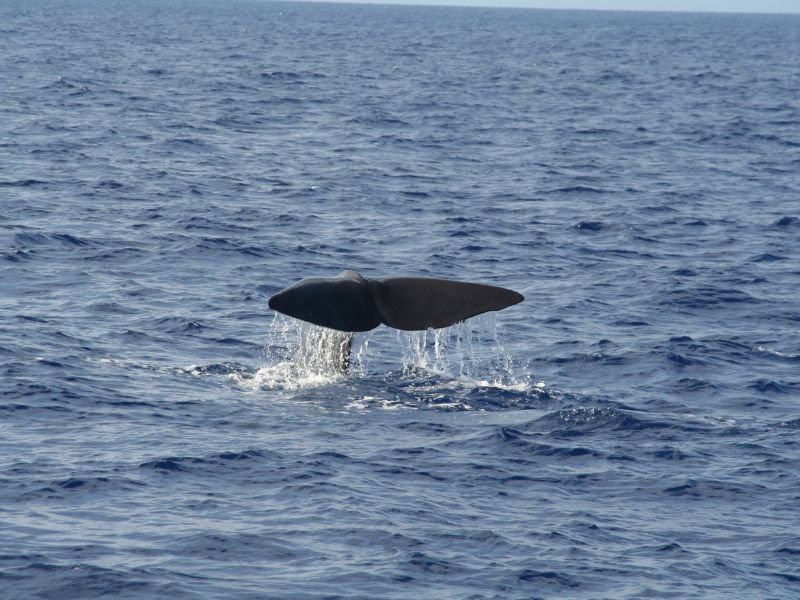 <p>Dominican shores host some of the<a href="https://discoverdominica.com/en/lists/35/whale-watching"> largest resident populations of sperm whales</a>. Despite this, peak tourist season for whale watching falls between November and March. </p><p>During these months, pods of sperm whales breach and emerge to feed on massive shoals of fish. Scotts Head, Roseau, Layou, and Point Round are the closest towns from where whale watching tours start. </p>