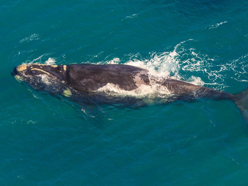 <p>The waters around it is in the path of Humpback and Southern Right Whale migration. It starts in June and continue until September when they come closer to shore to give birth. </p><p>The best spot to capture this sight is in <a href="https://www.oceansafrica.com/whale-watching-south-africa/">Hermanus</a>, which also receives occasional passersby like Humpbacks and Bryde’s whales. If appropriately planned, tourists won’t even need to sit on a boat to witness these extraordinary animals. They may be visible from the shore. </p>