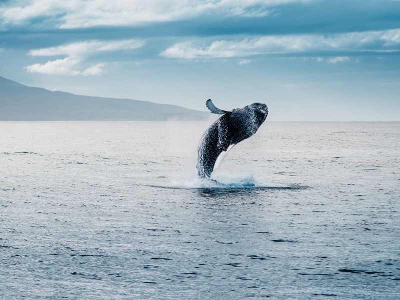 <p>According to one of the <a href="https://www.discover-the-world.com/destinations/iceland-holidays/whale-watching/" rel="noreferrer noopener">first whale watching tour companies in Iceland</a>, from April to September, the best whale watching destinations are Skjalfandi Bay and Eyjafjordur. This is the place to see humpback, sperm, fin and blue whales. </p><p>From January to March, the Snæfellsnes peninsula is the to-go place which welcomes massive pods of killer whales, which emerge from the waves to feed on herrings.</p>