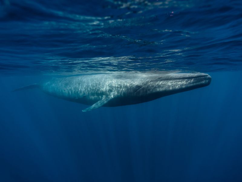 <p>Kalpitiya is often graced by sperm whales, which love to hide behind the waves, so tourists might need to take guided whale-watching tours to witness them. The peak season lies outside the monsoon season, preferably from November through March, since rogue waves can disrupt the appearance. </p><p>On the other hand, Mirissa welcomes blue whales, sperm whales, and even humpbacks breaching the surface. The best time is from December to April.</p>