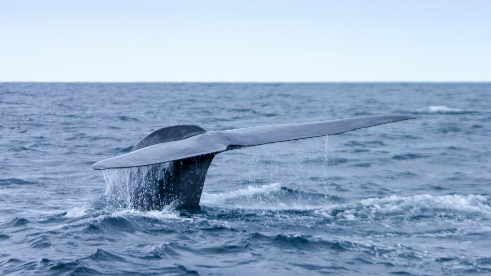 <p>The Azores has four resident species: Sperm Whale, Common Dolphin, Bottlenose Dolphin, and Risso’s Dolphin. Besides them, more than 20 species migrate along its shoreline. </p><p>Blue, Fin, and Sei whales arrive around March and can be spotted up until July. Pilot Whales come a bit later, but stay longer as well, until October. However, the <a href="https://futurismo.pt/blog/whale-watching-in-azores-when-is-the-best-time/" rel="noreferrer noopener">best time to whale watching in the Azores</a> is during spring, when visitors have a chance to catch a glimpse of most of the species. </p>