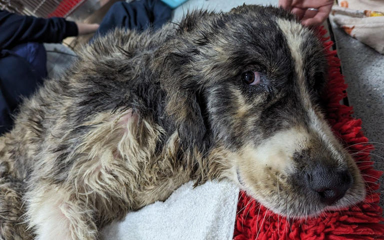 Dog survives being trapped down well for up to a week