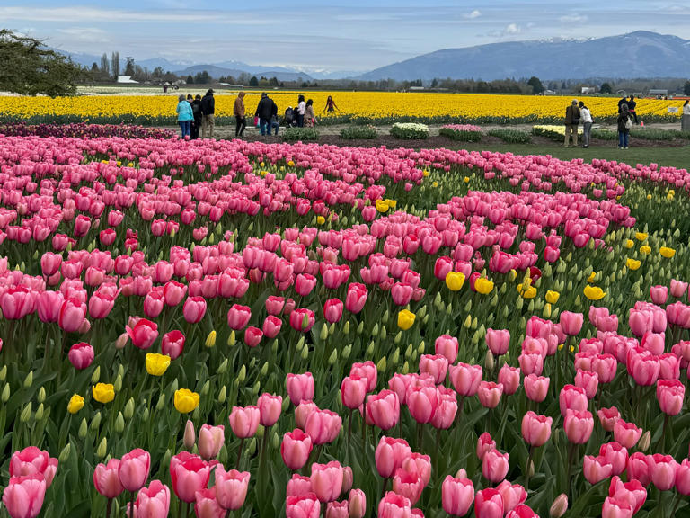 Forget Traveling To The Netherlands. I Saw Millions Of Colorful Tulips 