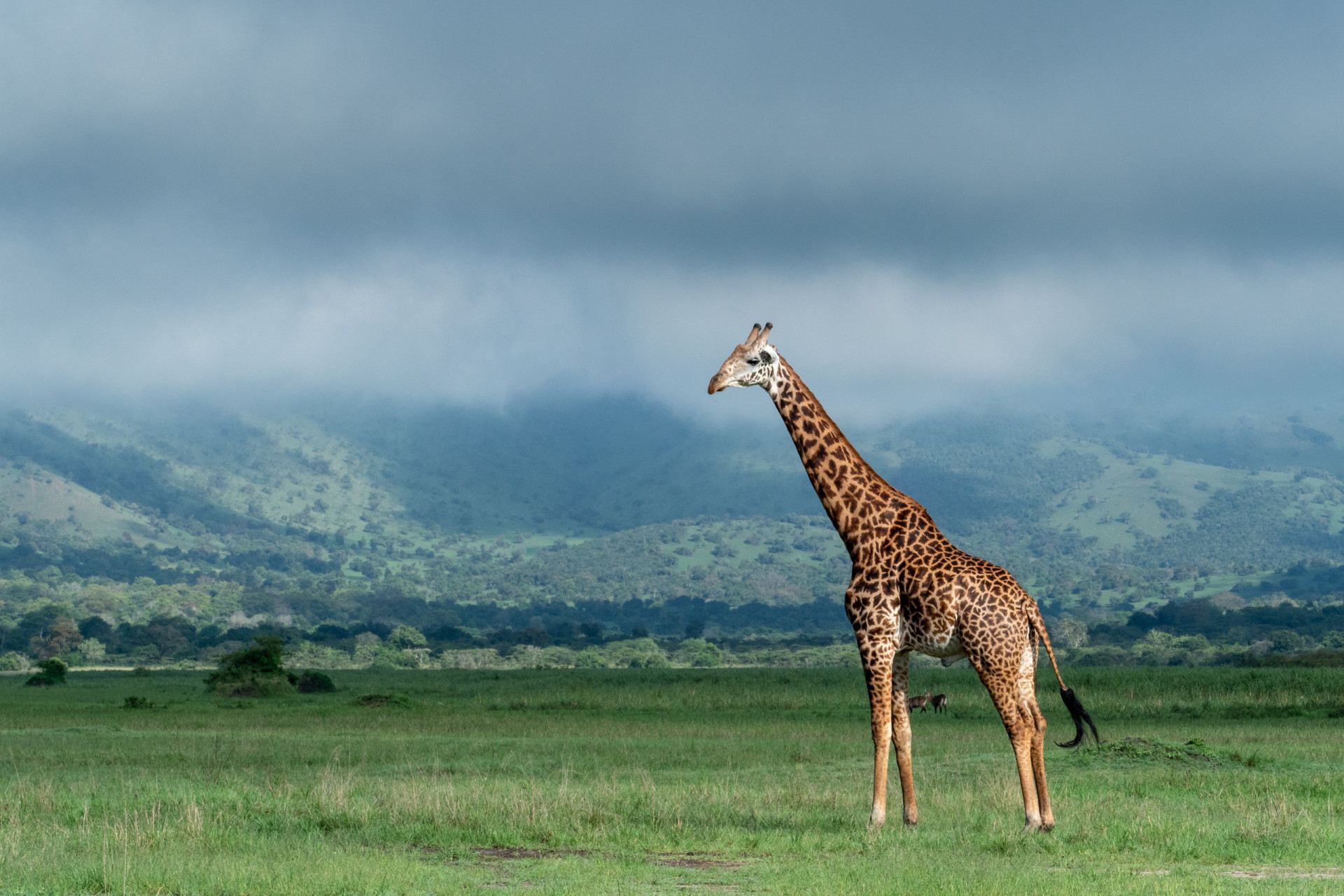 <p>Over in Africa, Akagera National Park in Rwanda is celebrating its 90th anniversary in 2024. This patchwork of woodland, savanna, and swamps is teeming with wildlife. Surprisingly, the park was once decimated in 1994, and it is only recently that efforts have been made to restore it.</p><p>You may also like:<a href="https://www.starsinsider.com/n/404397?utm_source=msn.com&utm_medium=display&utm_campaign=referral_description&utm_content=701834en-us"> Hilarious celebrity wedding mishaps</a></p>