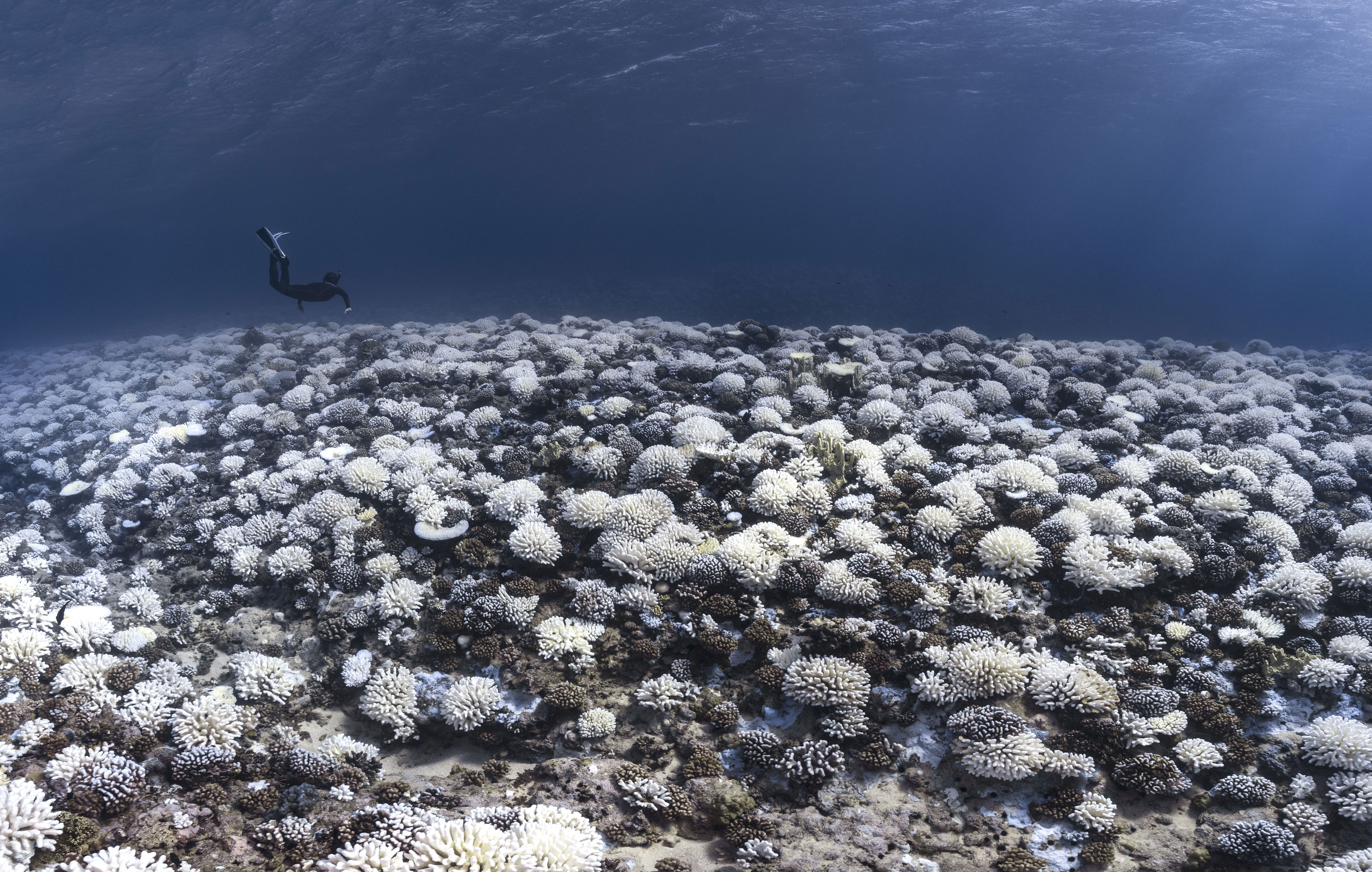 récifs de corail : le réchauffement climatique cause le pire épisode de blanchissement mondial