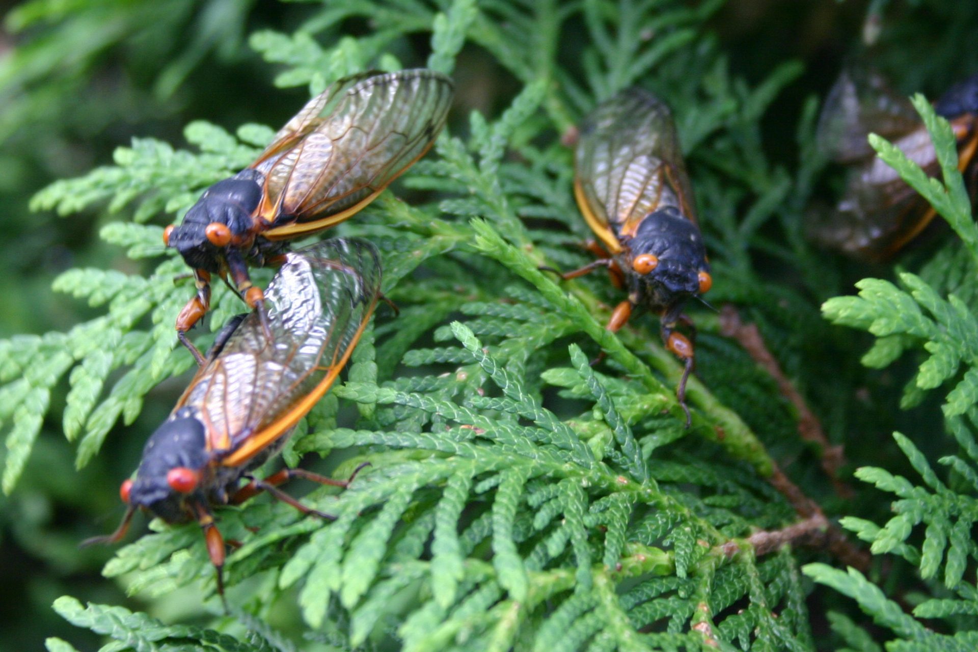 Swarms of noisy bugs are now starting to cover parts of the United States