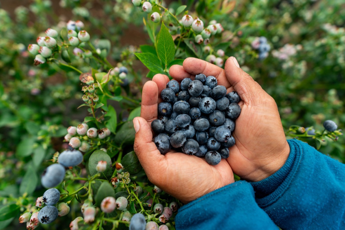 2024's "Dirty Dozen" 12 Fruits and Vegetables With the Most Pesticides