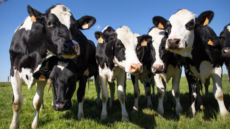 «nous sommes préoccupés»: la baisse croissante des producteurs inquiète l’industrie laitière