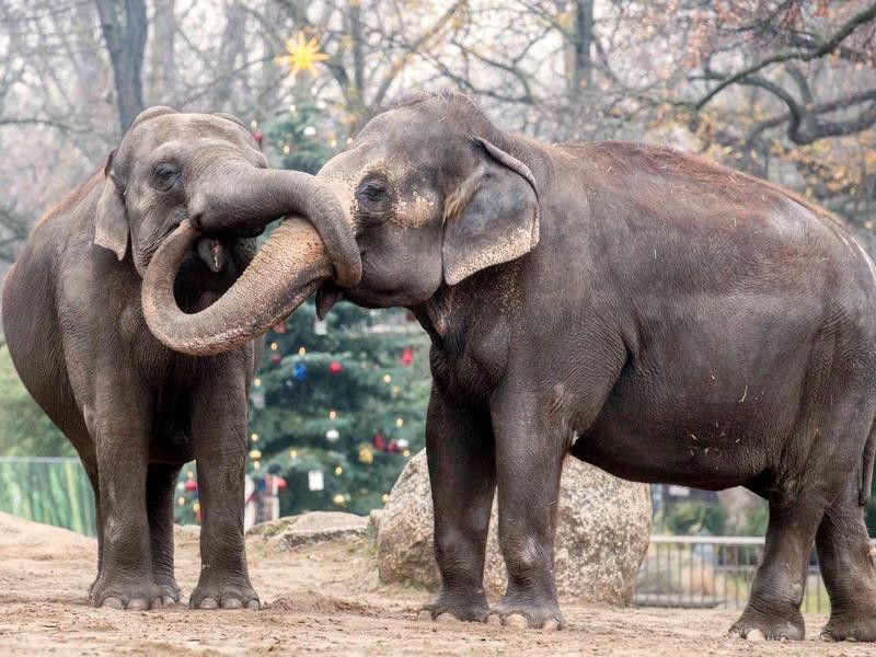 40 best zoos in the world, ranked