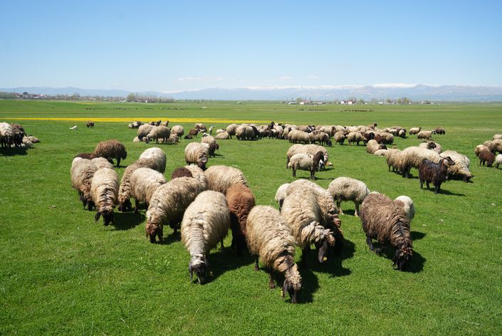 50 bin lira maaşla çoban aranıyor