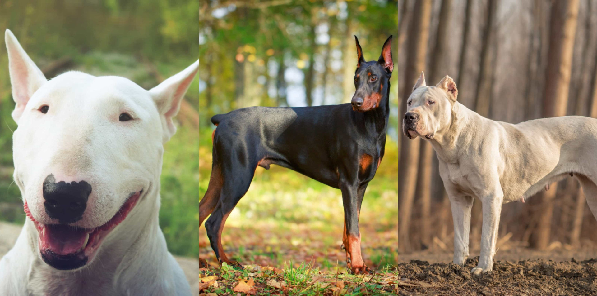 Meet the dogs that are banned around the world