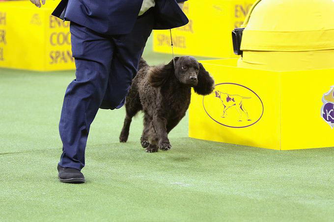 The 13 Funniest Names Of Westminster Show Dogs