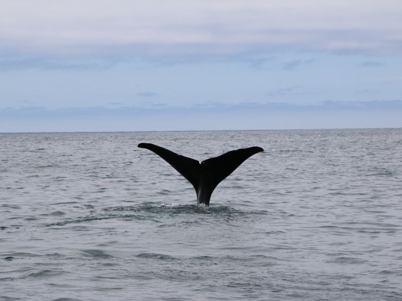 <p>The best place to watch sperm whales in New Zealand is in <a href="https://whalewatch.co.nz/our-nature/" rel="noreferrer noopener">Kaikoura</a>, a coastal town in South Island. Male sperm whales migrate here to feed and get themselves ready for breeding season. While females and young sperm whales remain in the tropics all year around. </p><p>Peak humpback whale watching season falls from June to August, when tourists can even sight ocras, blue, fin, minke, Southern right, pilot and 11 species of beaked whales. </p>