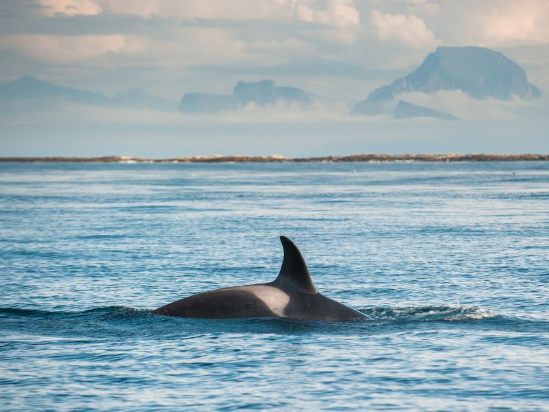 <p>Close to the Senja Islands near Adenes, <a href="https://www.visitnorway.com/things-to-do/outdoor-activities/whale-watching/">Norway </a>welcomes some of the biggest orca and humpback crowds, which are seemingly attracted to shoals of herring. </p><p>Peak tourist season falls between November and January, increasing the chances of spotting humpback whales and orcas. Sperm whales are there all year especially around Vesterålen. </p>