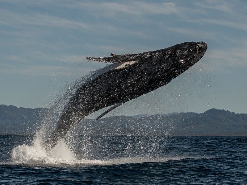 <p>The Land Down Under has countless <a href="https://www.australia.com/en/things-to-do/wildlife/whale-watching-in-australia.html#:~:text=Between%20May%20and%20November%2C%20you,the%20state%20of%20Western%20Australia.">spots to whale watch</a> all around the continent. Literally. But the most popular ones remain close to the Great Barrier Reef, Victoria, and Southern Australia. </p><p>Humpback whales frequent the Great Barrier Reef, peeking from the waves during their annual migration. The same areas witness the majestic orca pods, occasionally even engaging in playful learning behavior. You will find the Southern Right Whales and Blue Whales closer to Victoria and Southern Australia. All peak seasons vary, but tourists can visit between July and November.</p>