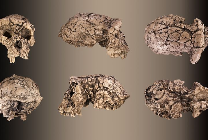 15 of the Oldest Human Fossils Ever Found