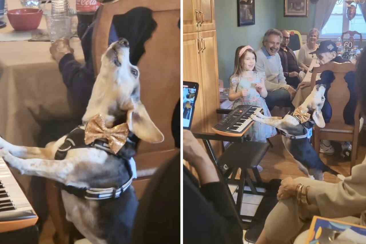 witziges video: kleiner hund spielt keyboard und singt, um das familienmittagessen aufzuheitern