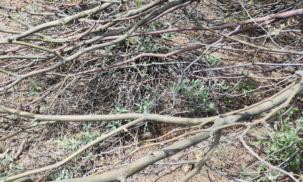 can you spot (and id) the rattlesnake in tucson man's yard?
