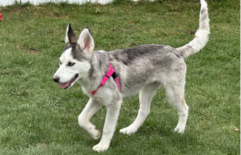 Dog rescued from hoarding situation ready for adoption