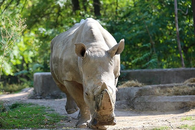 <p>Today rhinos only live in central and southern Africa and some smaller areas in Asia. In Africa, there are still many more rhinos than in Asia. About 600,000 rhinos lived in Asia just a few hundred years ago. The destruction of their habitat and hunting for the horn has brought them to extinction. </p> <p>There were many more rhino species in the past, but all but five species have become extinct.</p>           Sharks, lions, tigers, as well as all about cats & dogs!           <a href='https://www.msn.com/en-us/channel/source/Animals%20Around%20The%20Globe%20US/sr-vid-ryujycftmyx7d7tmb5trkya28raxe6r56iuty5739ky2rf5d5wws?ocid=anaheim-ntp-following&cvid=1ff21e393be1475a8b3dd9a83a86b8df&ei=10'>           Click here to get to the Animals Around The Globe profile page</a><b> and hit "Follow" to never miss out.</b>