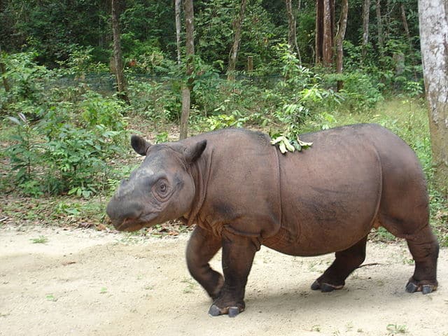 <p>The Sumatran rhinoceros has a body height of only 100 to 150 cm, the smallest and most primitive of the five species living today. The Sumatran rhinoceros is the only rhinoceros species with more or less dense hair. It carries two horns. The calves have long, dense reddish-brown hair all over their bodies. The animals use their extended, grasping upper lips to pick branches, leaves, fruits, and other plant parts. </p> <p>Other than the name suggests, this rhino species inhabited the island of Sumatra, other islands, and the southeast Asian mainland. </p>           Sharks, lions, tigers, as well as all about cats & dogs!           <a href='https://www.msn.com/en-us/channel/source/Animals%20Around%20The%20Globe%20US/sr-vid-ryujycftmyx7d7tmb5trkya28raxe6r56iuty5739ky2rf5d5wws?ocid=anaheim-ntp-following&cvid=1ff21e393be1475a8b3dd9a83a86b8df&ei=10'>           Click here to get to the Animals Around The Globe profile page</a><b> and hit "Follow" to never miss out.</b>