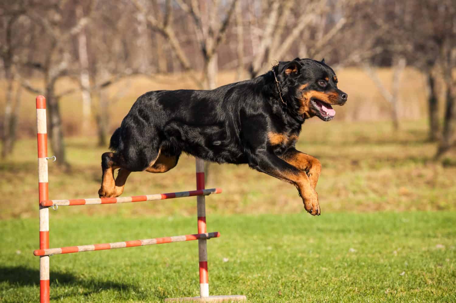 The 13 Dog Breeds You Need to Watch Out For
