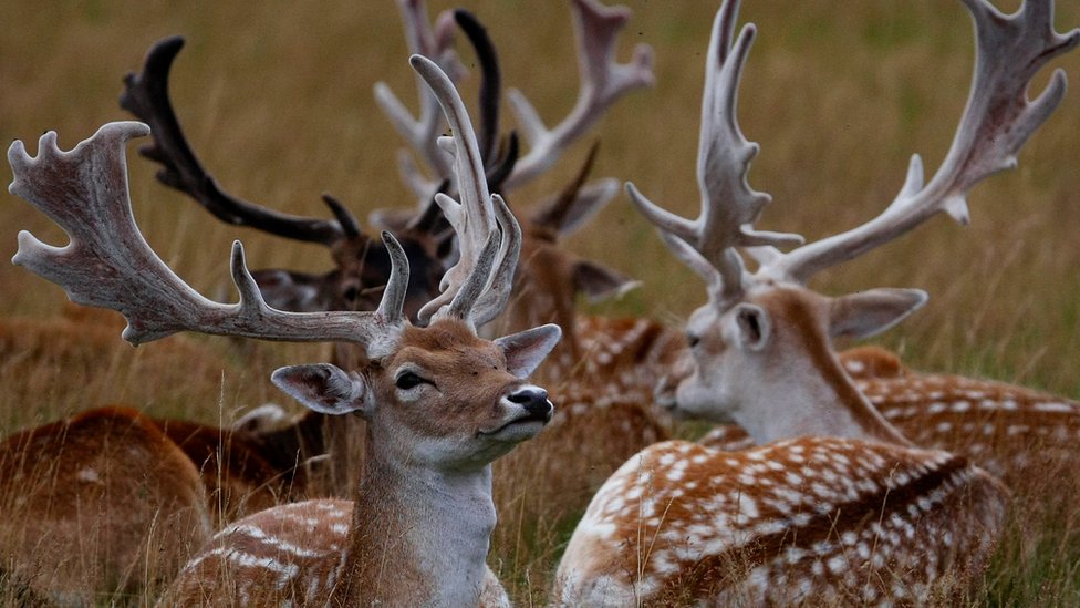 royal park visitors tried to break off deer antlers